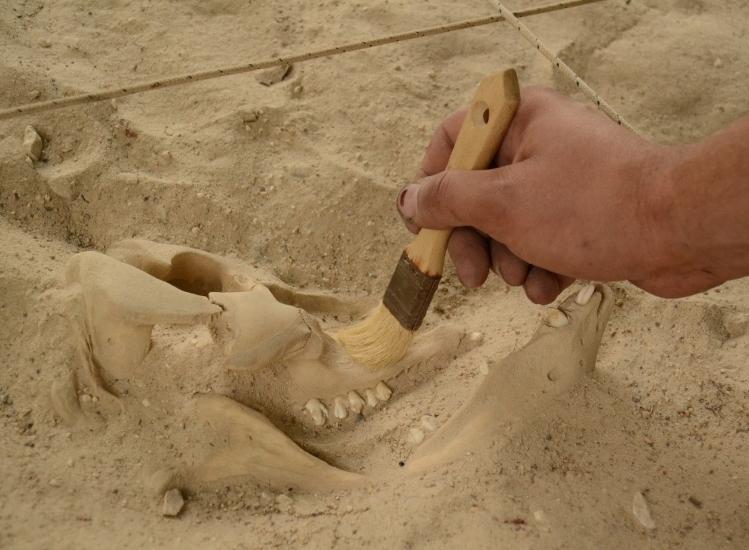 Découverte d'une machoire aux Grottes du Cerdon