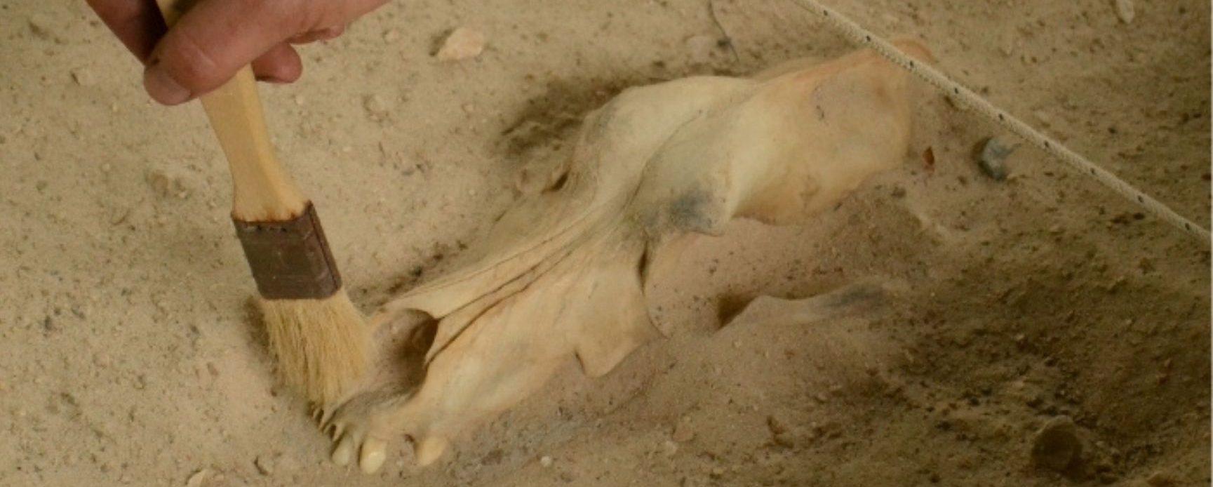 Fouilles archéologiques