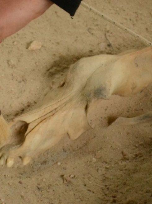 Excavaciones arqueológicas