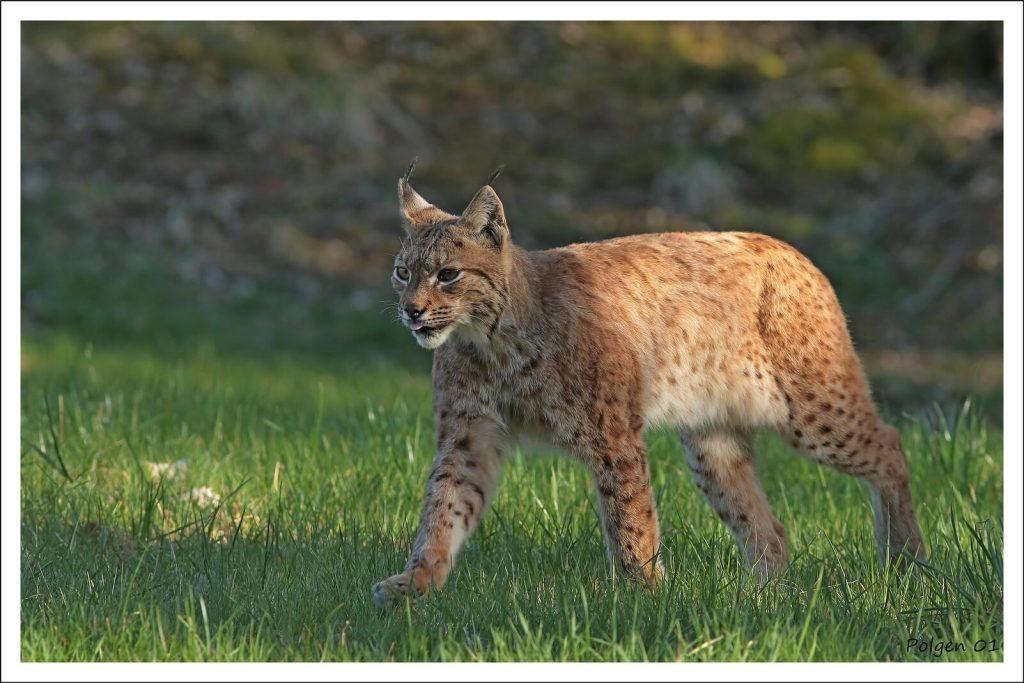 Eurasian lynx photo Grottes du Cerdon
