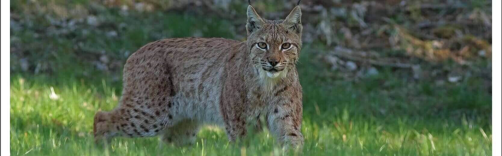 Welcome to the territory of the Eurasian Lynx