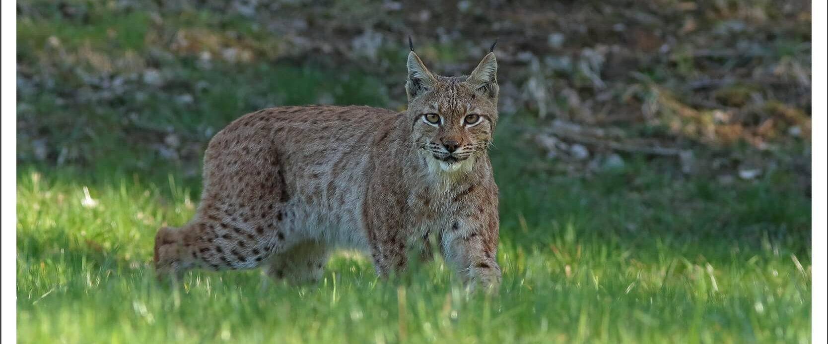 Bienvenue sur le territoire du Lynx boréal