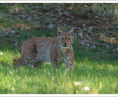 Bienvenue sur le territoire du Lynx boréal