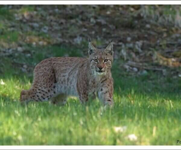Welcome to the territory of the Eurasian Lynx
